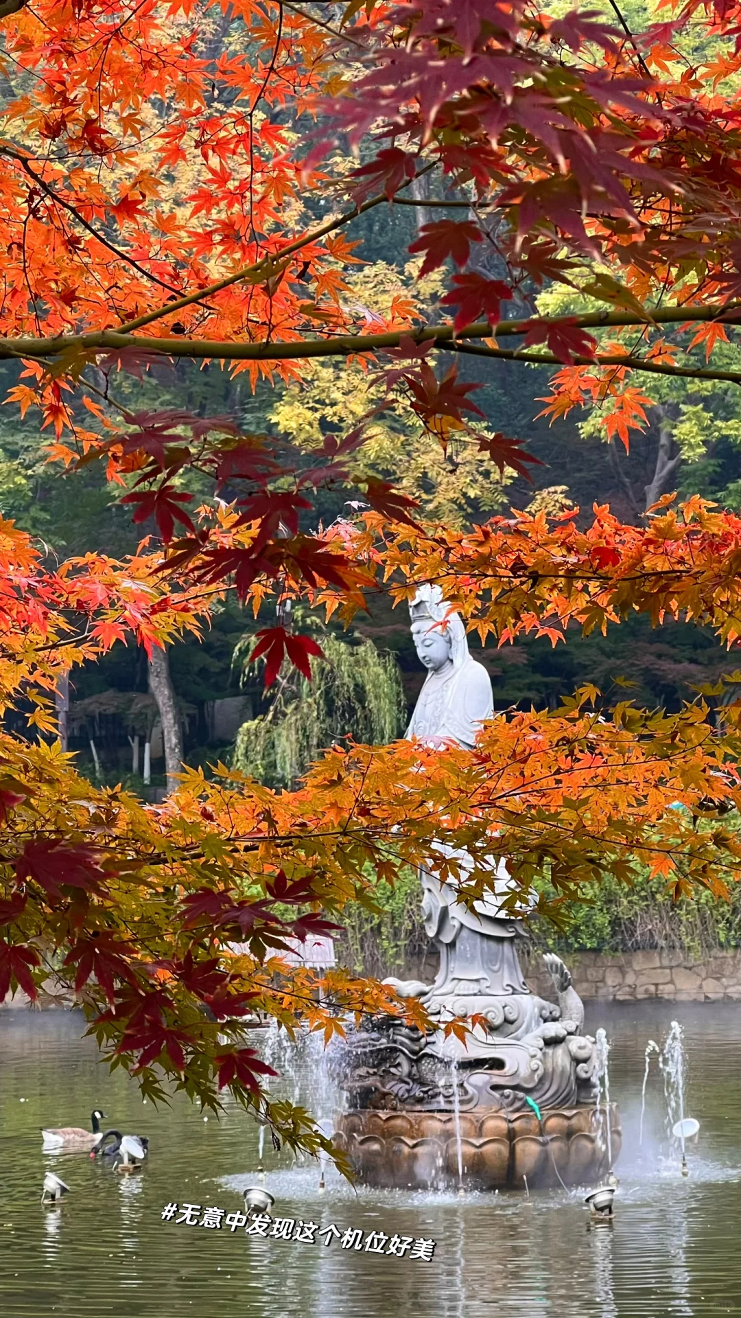 2025.11.23｜栖霞山红枫现状🍁含游玩攻略！