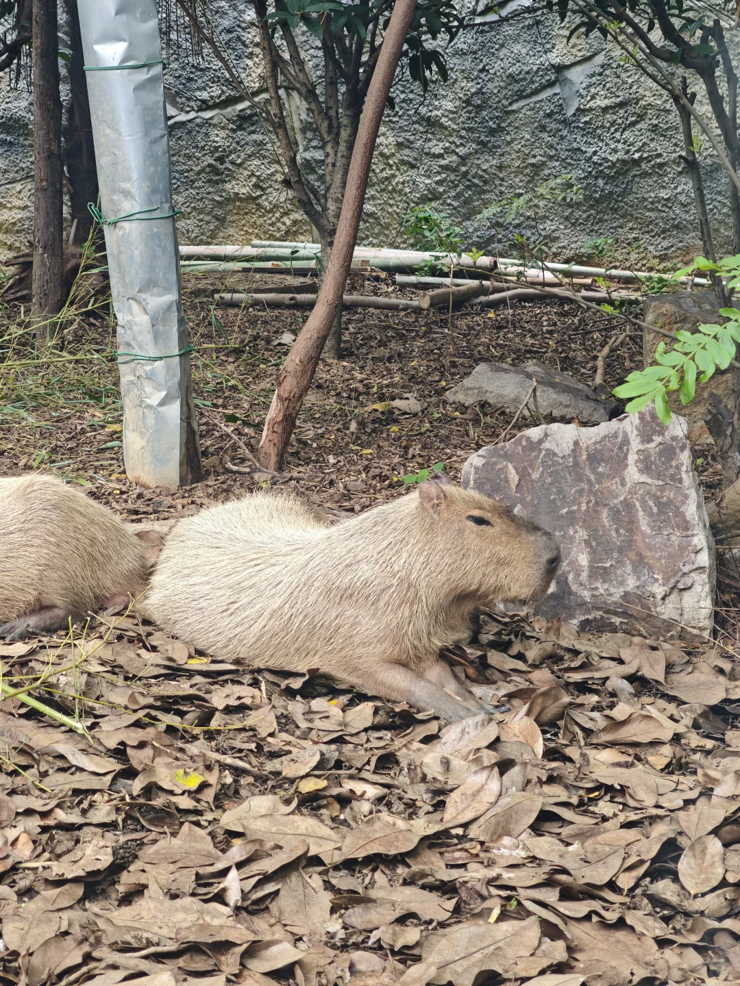 💥免费7天！南京红山动物园又要挤爆啦！