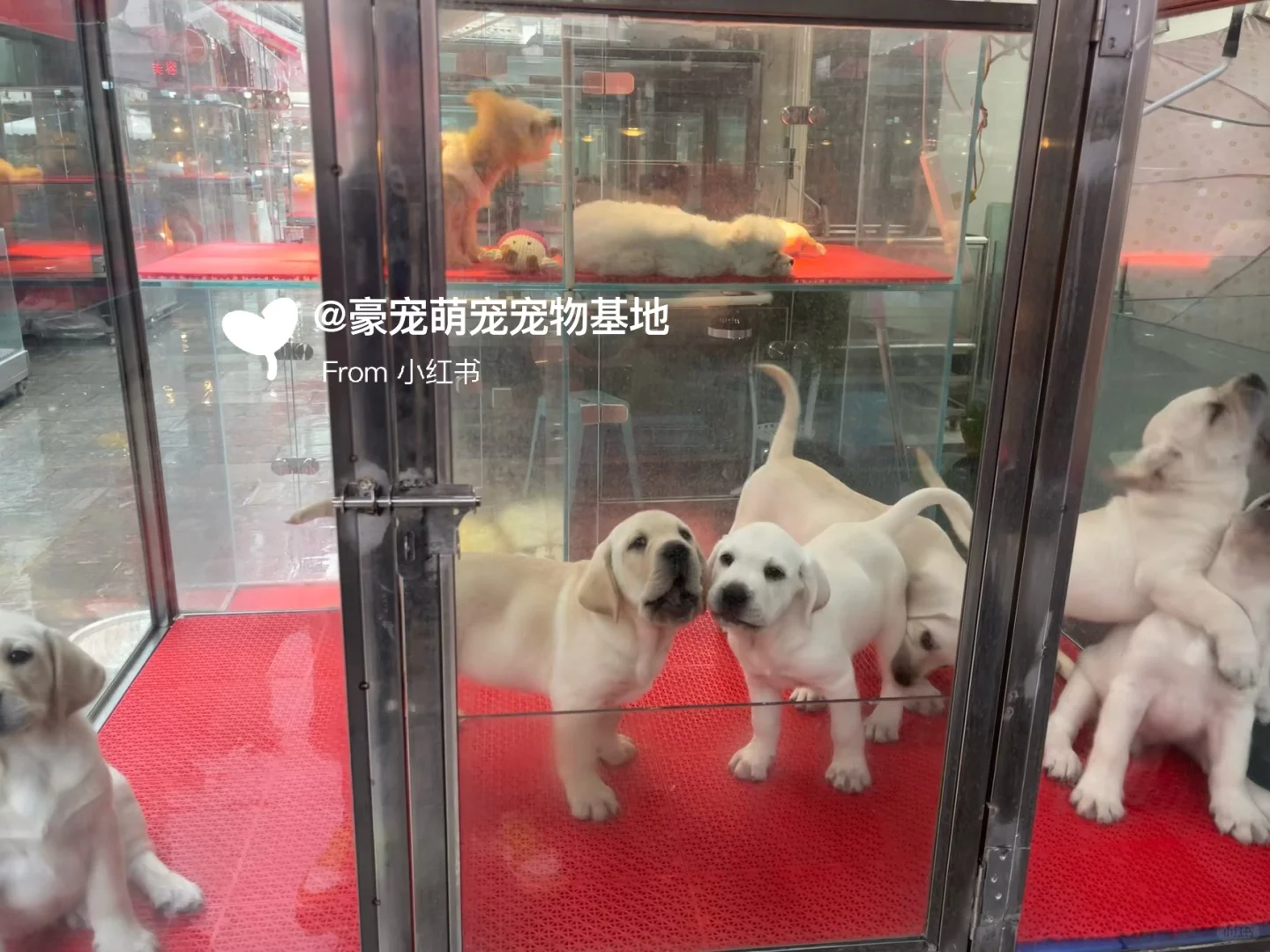 苏州超大宠物市场！养猫养狗的可以去逛一逛