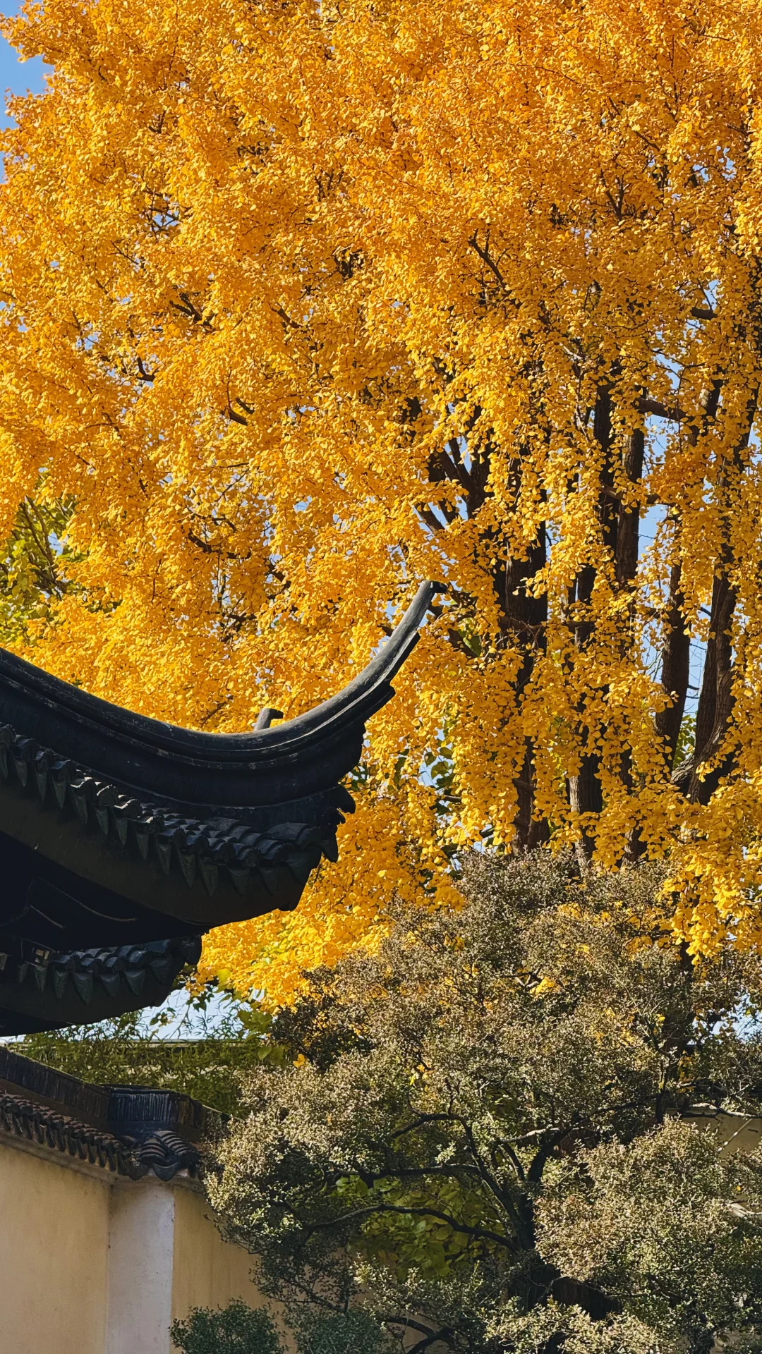 苏州的秋太美了