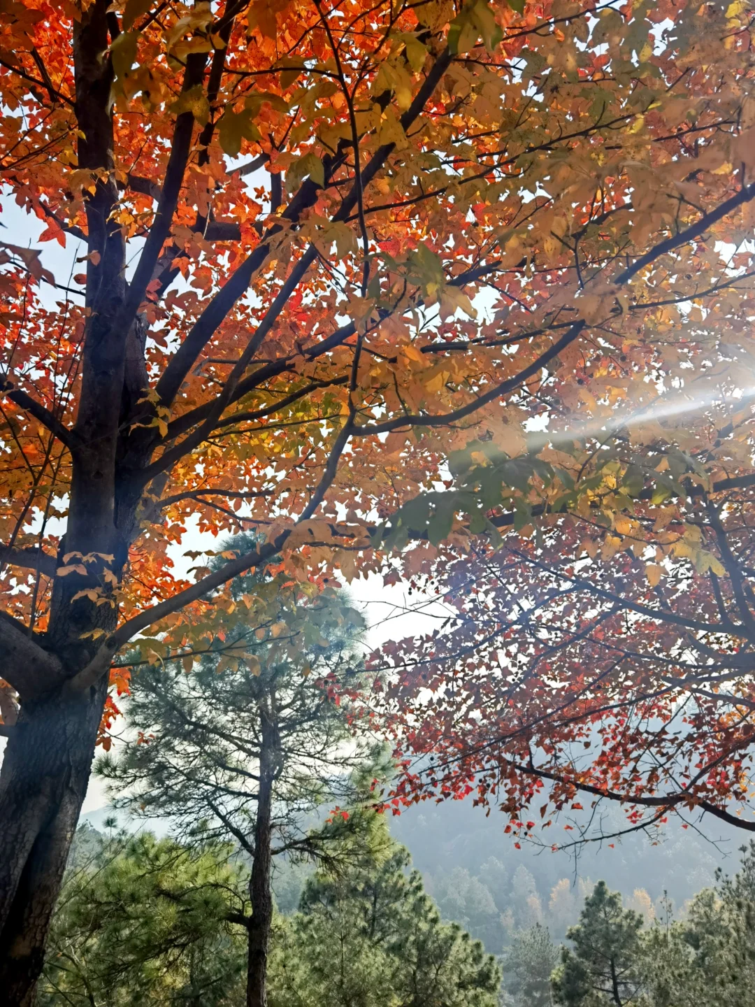 苏州特种兵一日游
