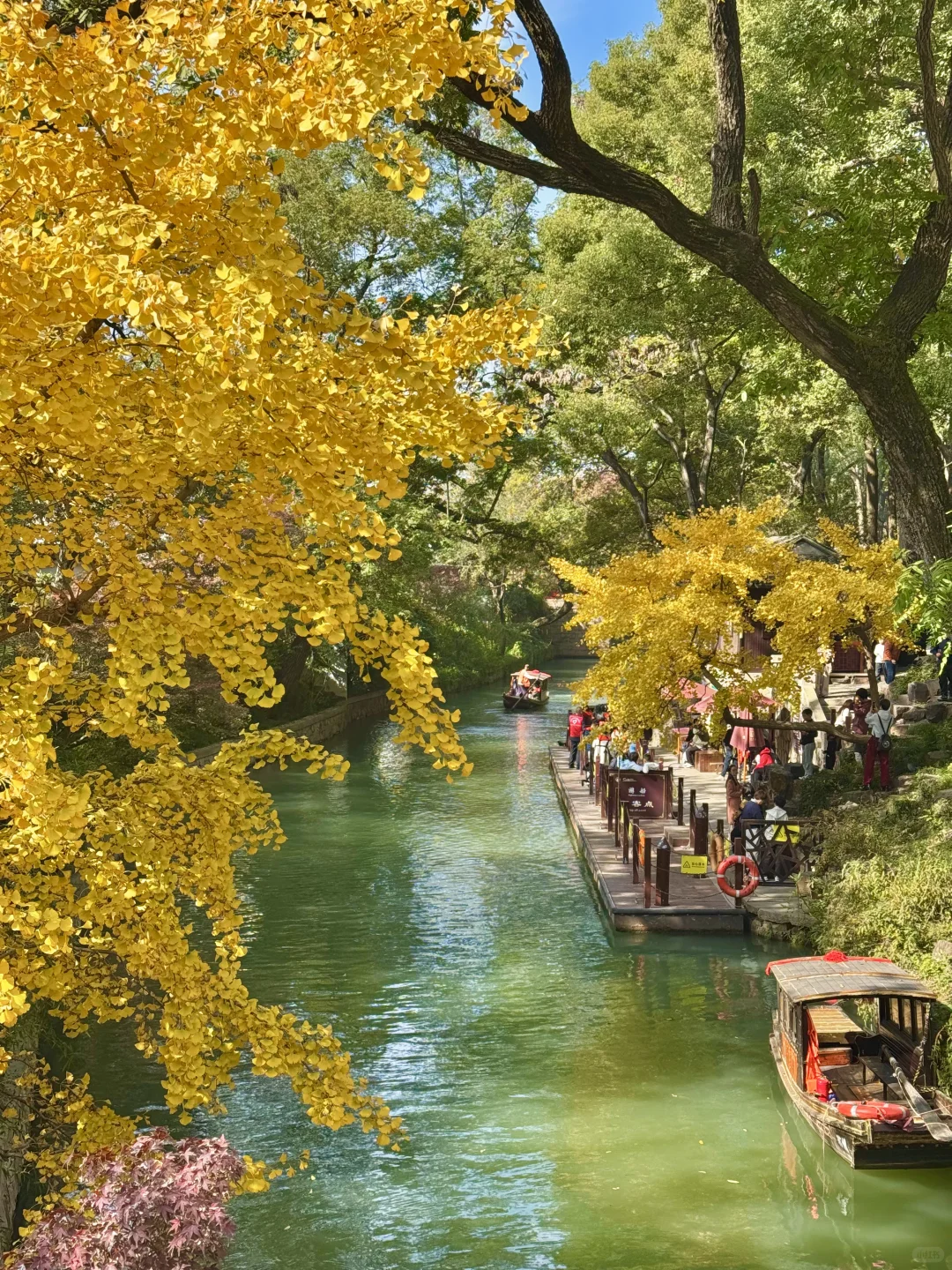 11.30实况｜虎丘秋景已经封神！！！！！🍁🍂