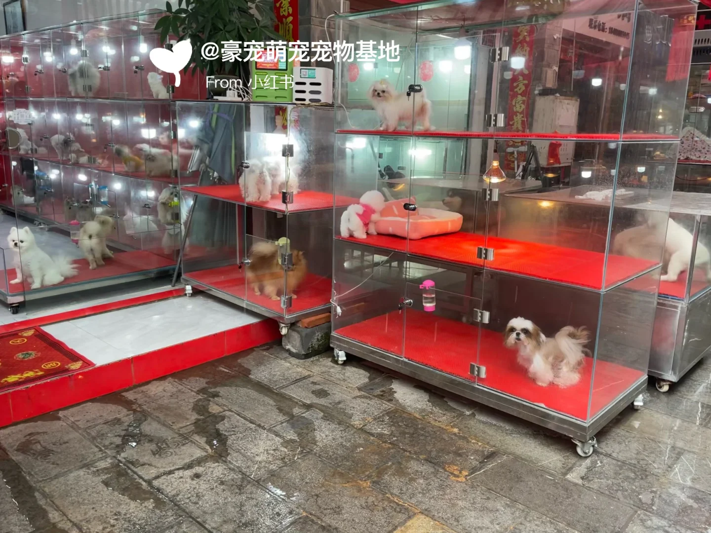 苏州超大宠物市场！养猫养狗的可以去逛一逛