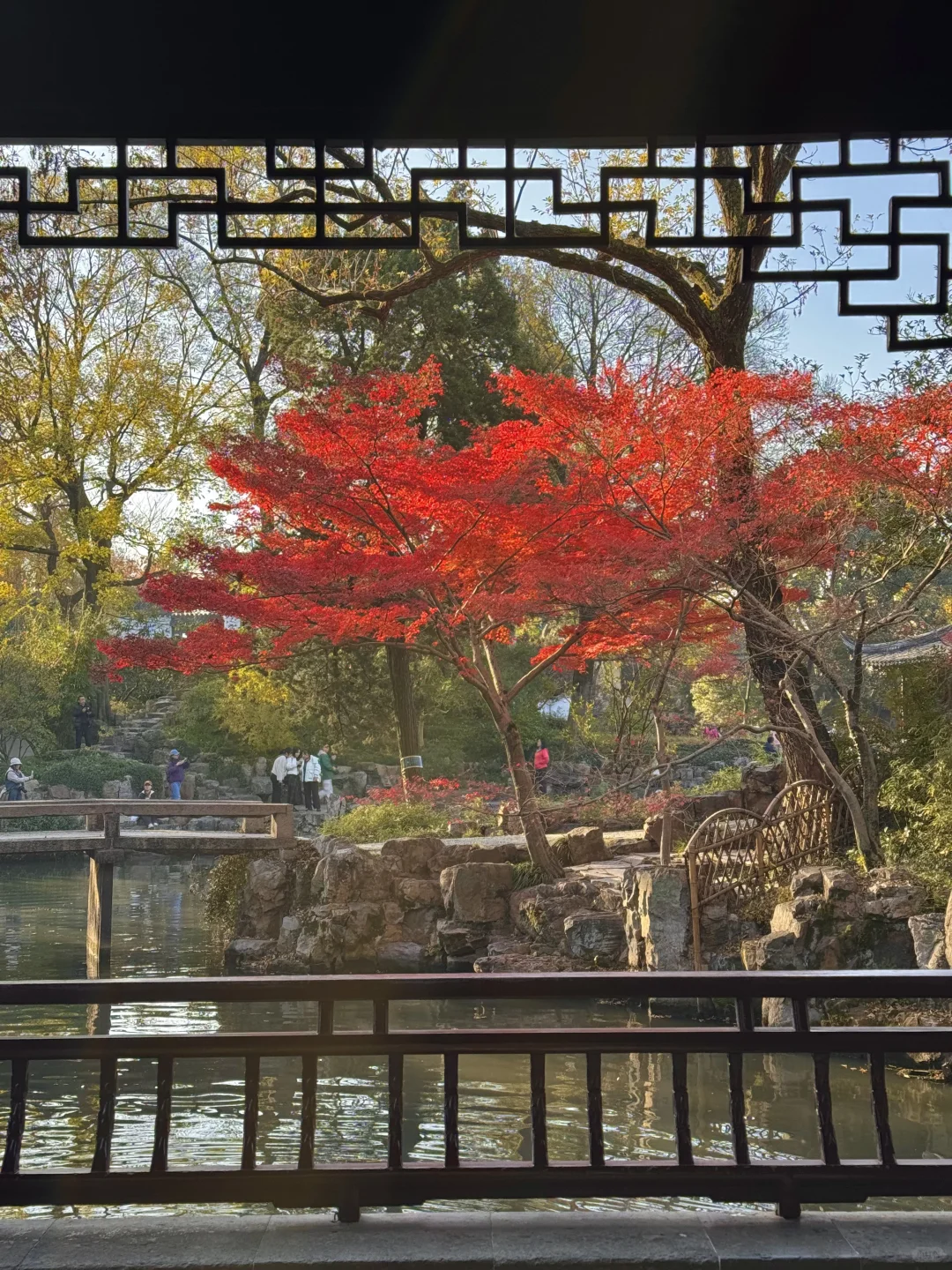 11.29live｜拙政园的秋色美疯了！！！！！🍁