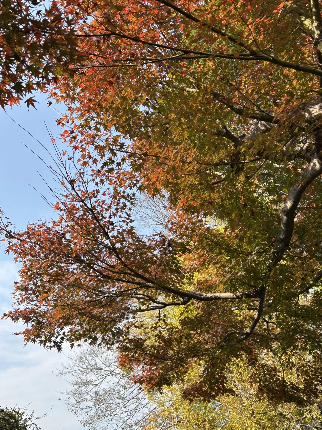 中国四大名园之一，拙政园🍂