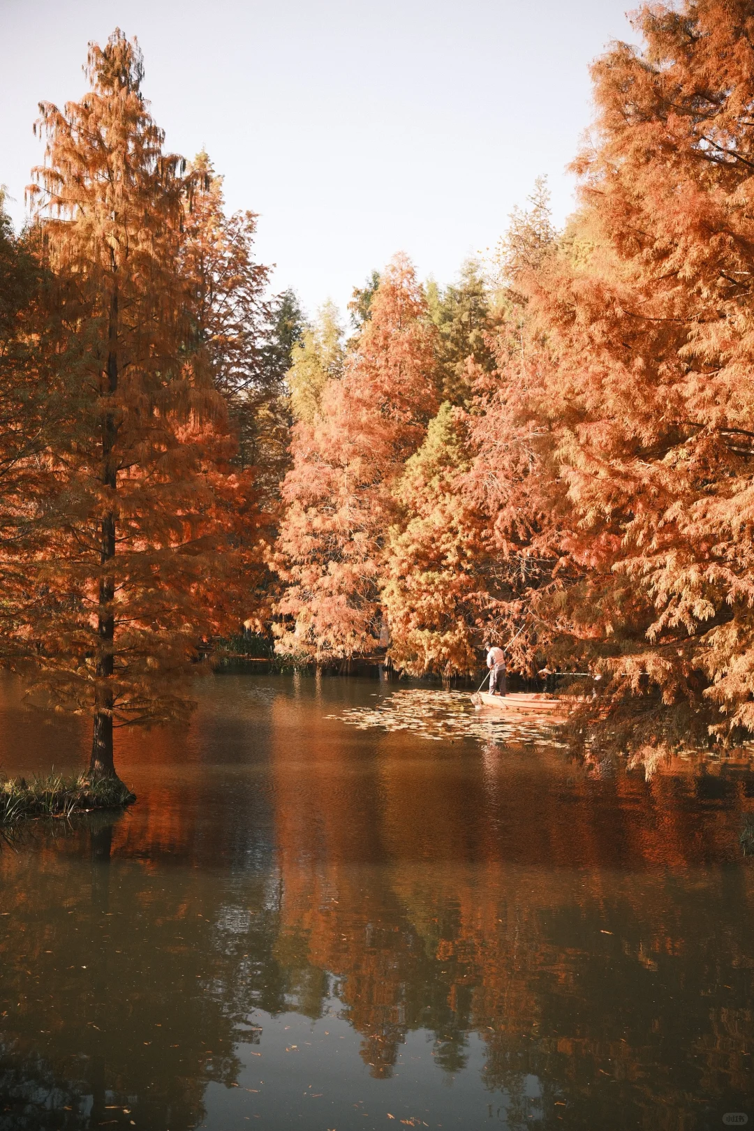 南京的秋天太絕絕子了