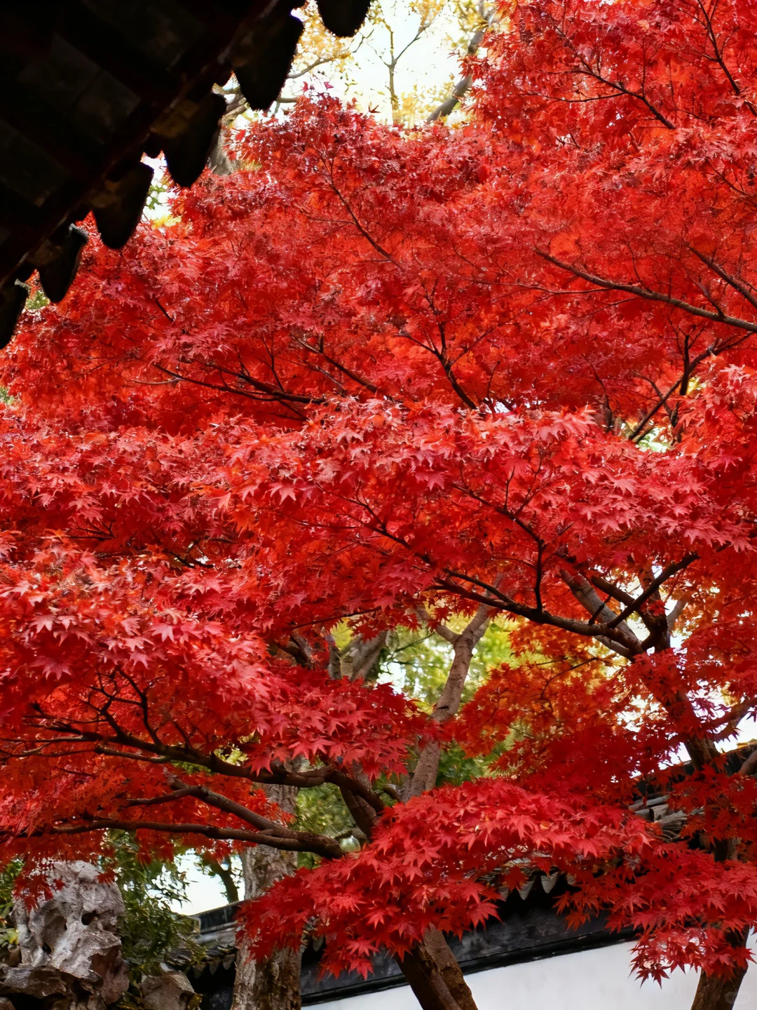 苏州红枫浓度爆表，秋色褪去火红