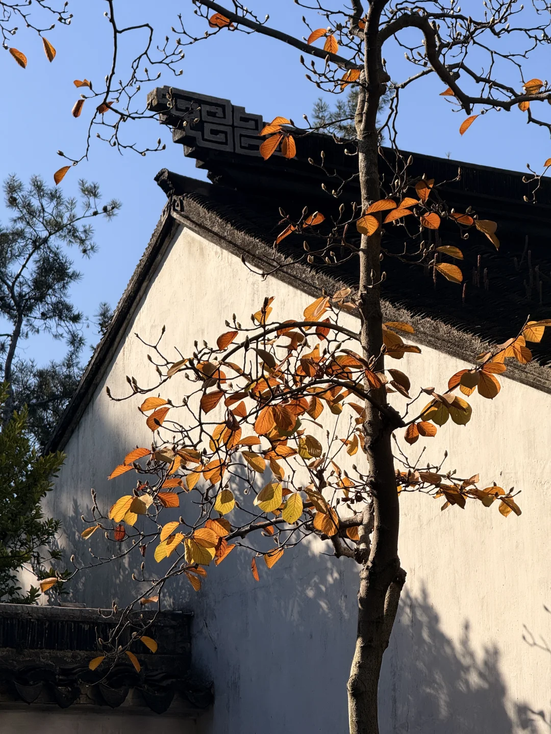 苏州最佳赏秋时间已到！！附拙政园超详细攻略