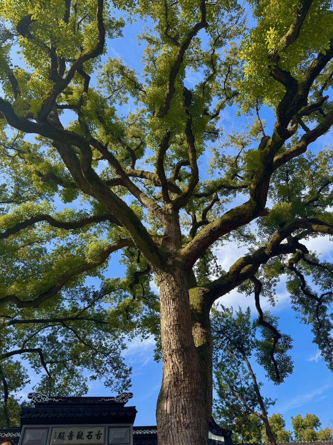 11.30实况｜虎丘秋景已经封神！！！！！🍁🍂
