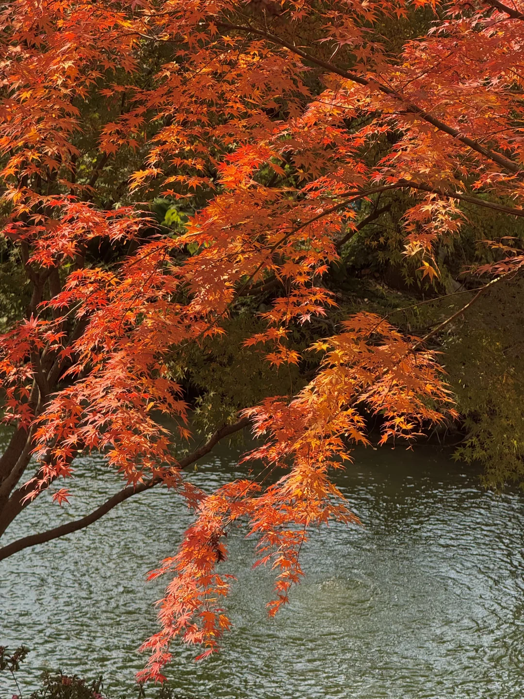 11.30实况｜虎丘秋景已经封神！！！！！🍁🍂