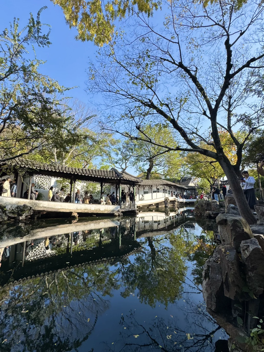 苏州的秋天鲨疯了！！😭