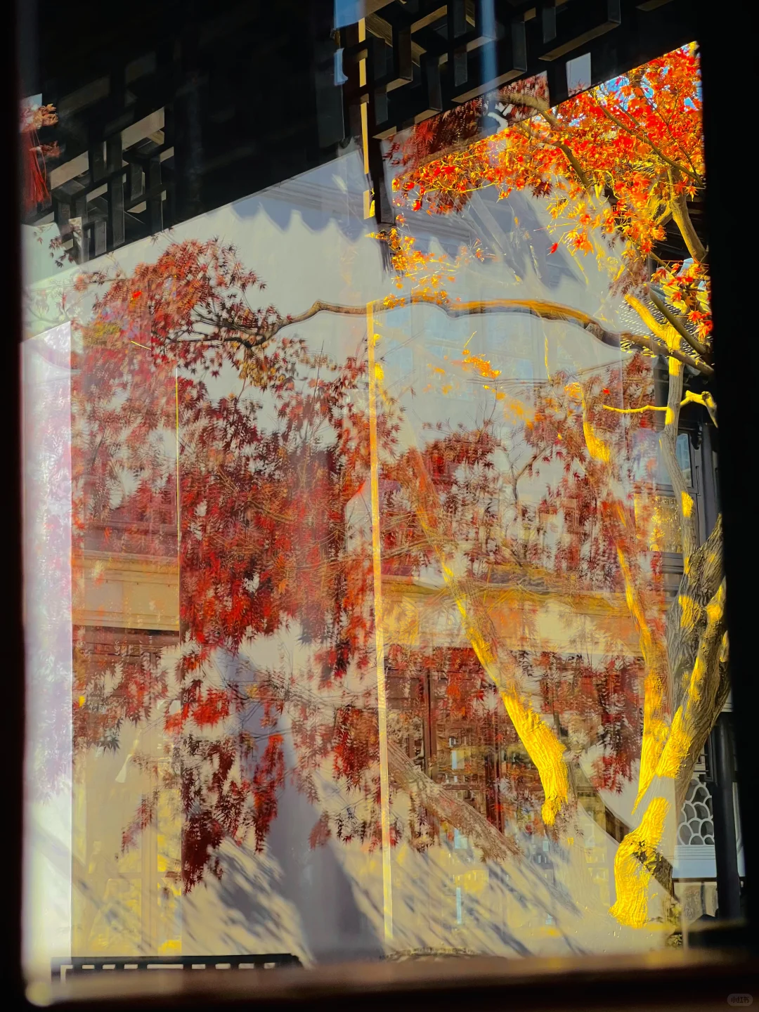 苏州的秋天即将封神 ！！！