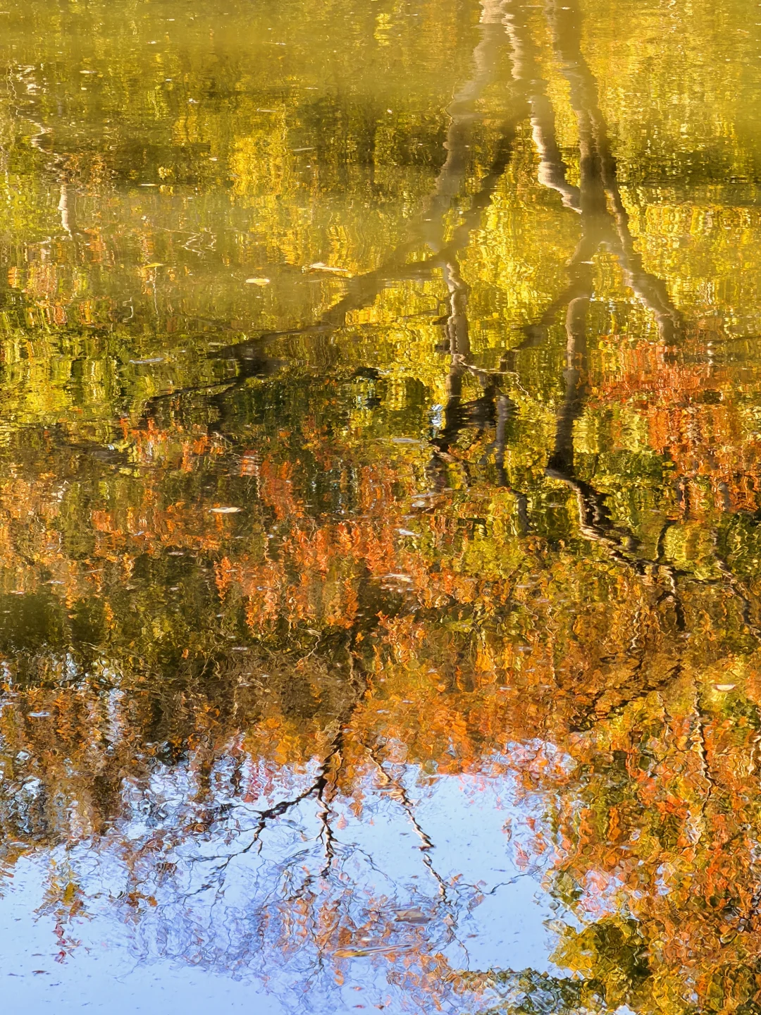 拙政园实况❗️苏州秋天的美，真的很难不爱❗️