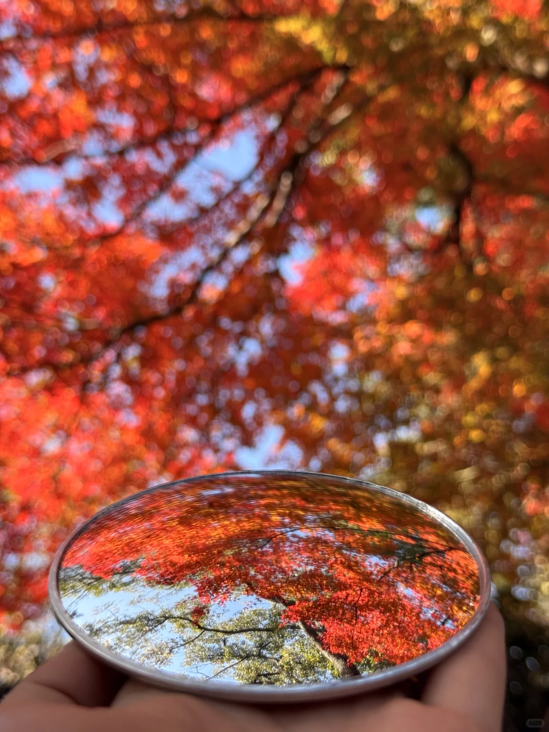 苏州最佳赏秋时间已到！！附拙政园超详细攻略