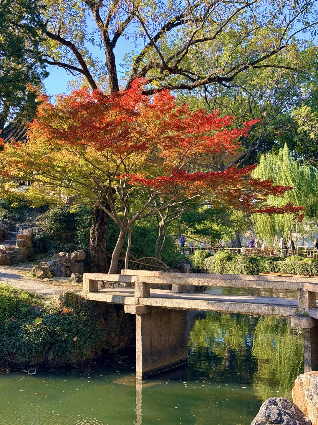 拙政园实况❗️苏州秋天的美，真的很难不爱❗️