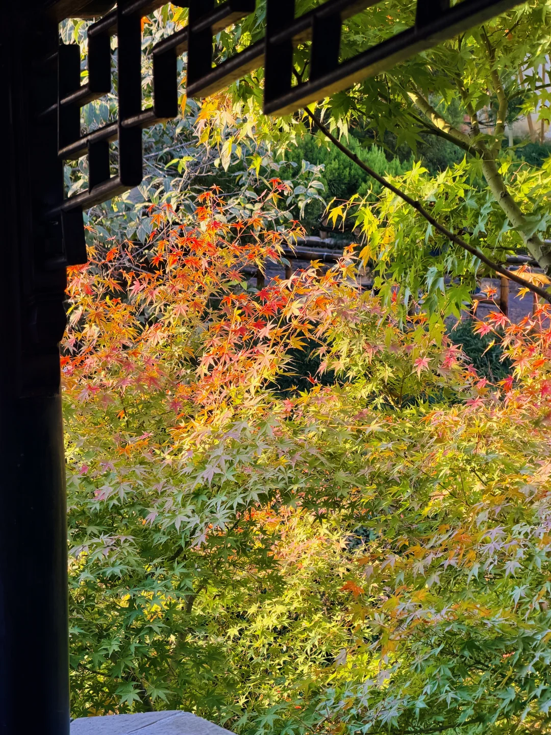 拙政园实况❗️苏州秋天的美，真的很难不爱❗️