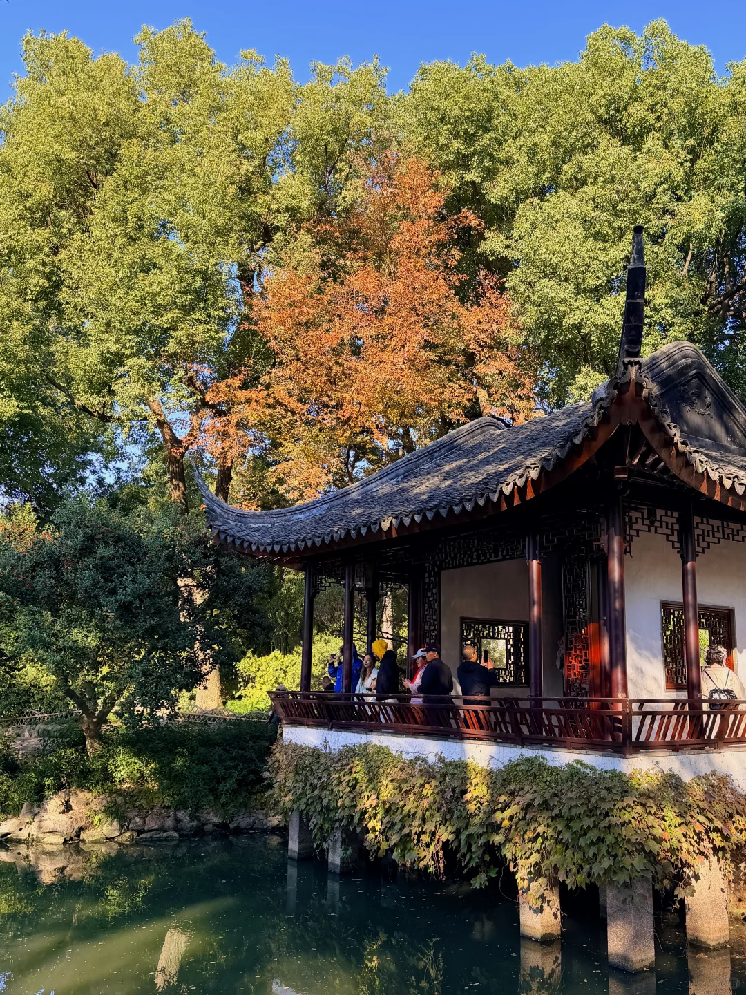 拙政园实况❗️苏州秋天的美，真的很难不爱❗️