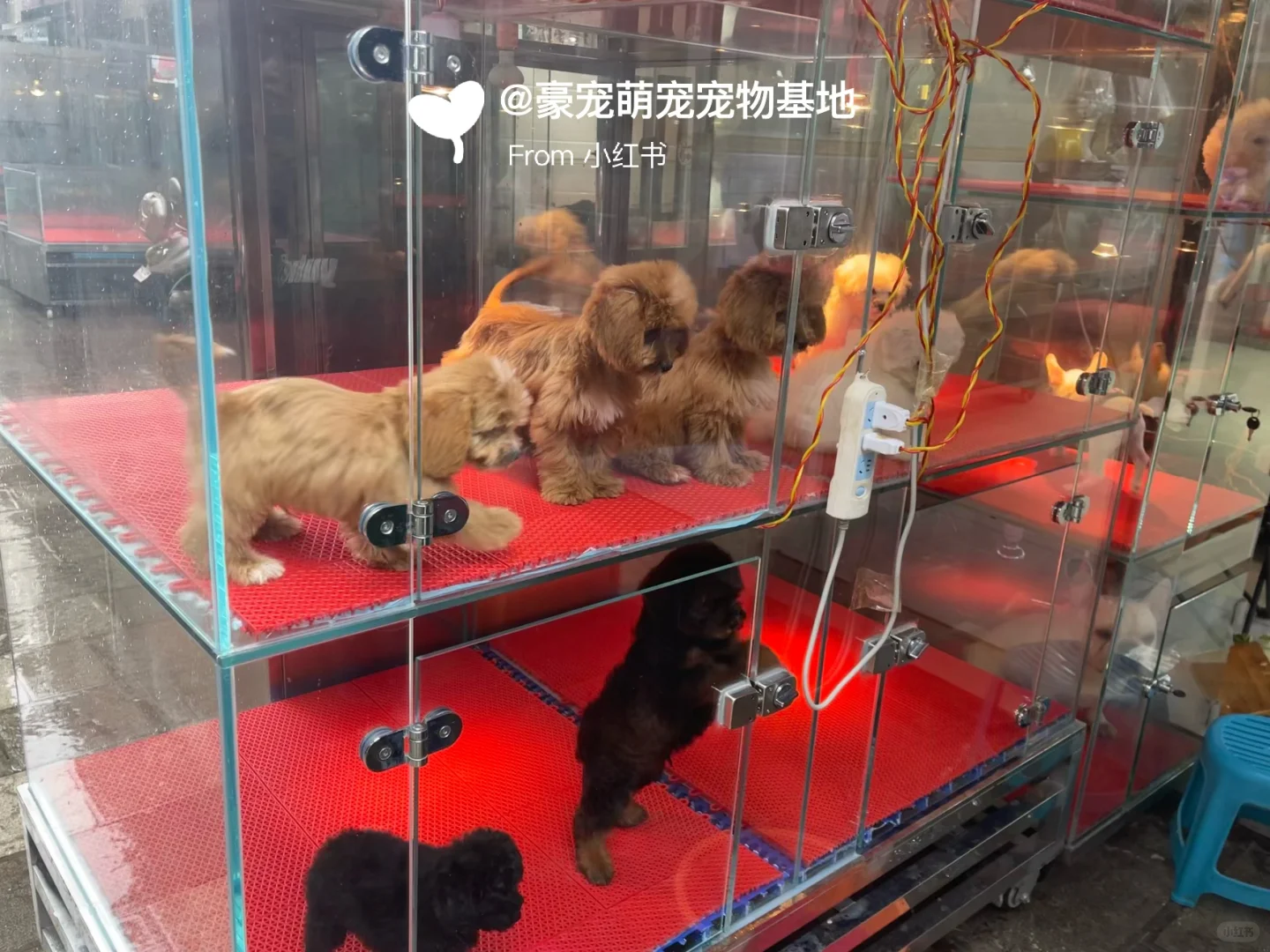 苏州超大宠物市场！养猫养狗的可以去逛一逛