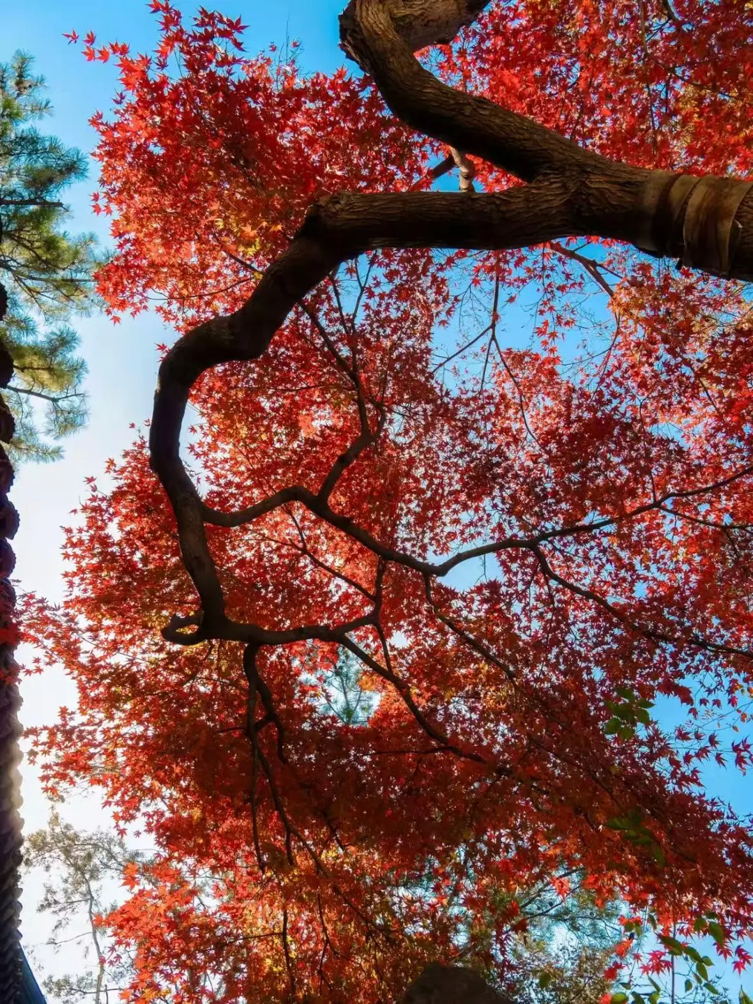 🔥留园·红枫|苏州秋色第一波