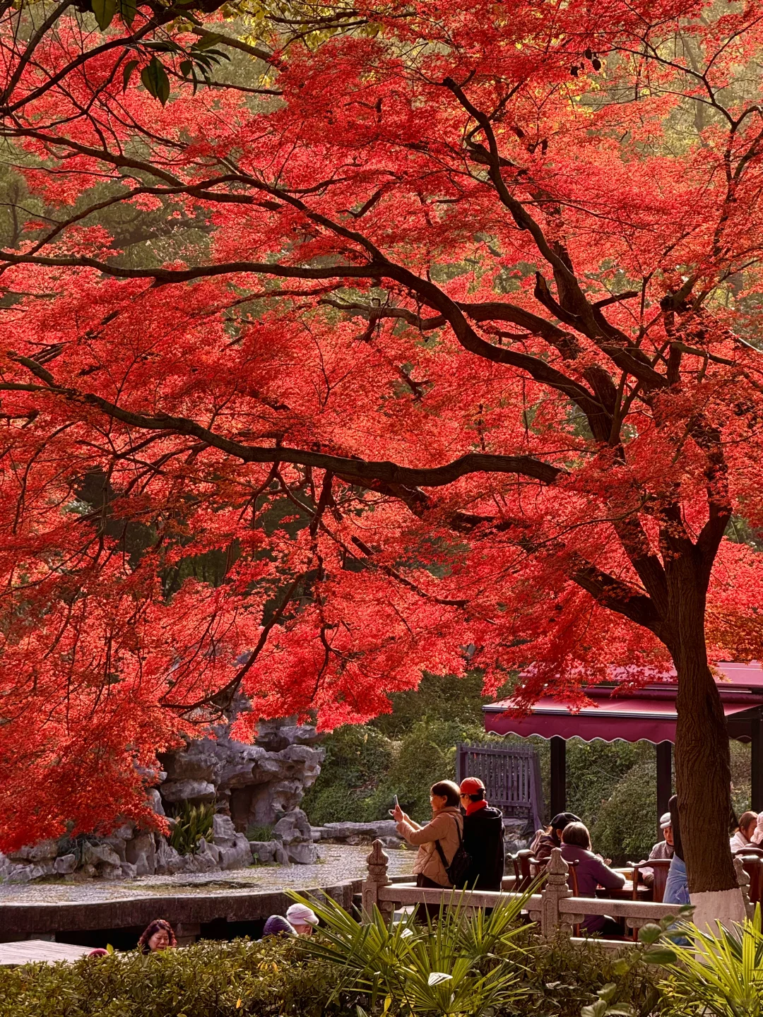 苏州园林的红枫 🍁 真的美炸了！！！