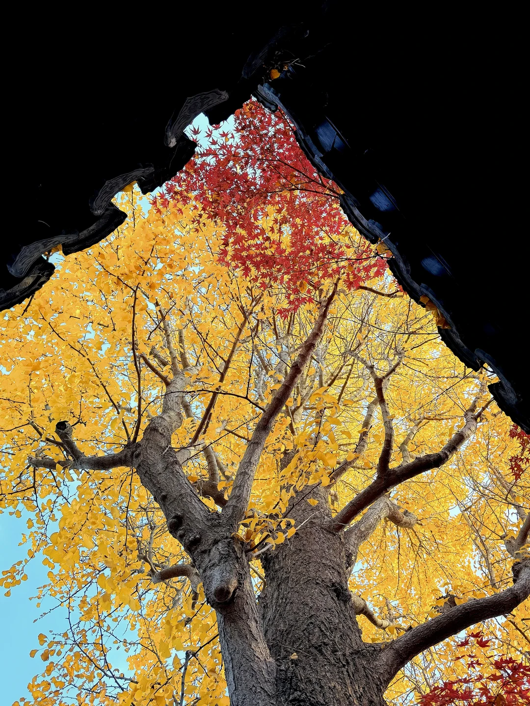 第一个发现苏州这个五彩秋景的人是个天才吧