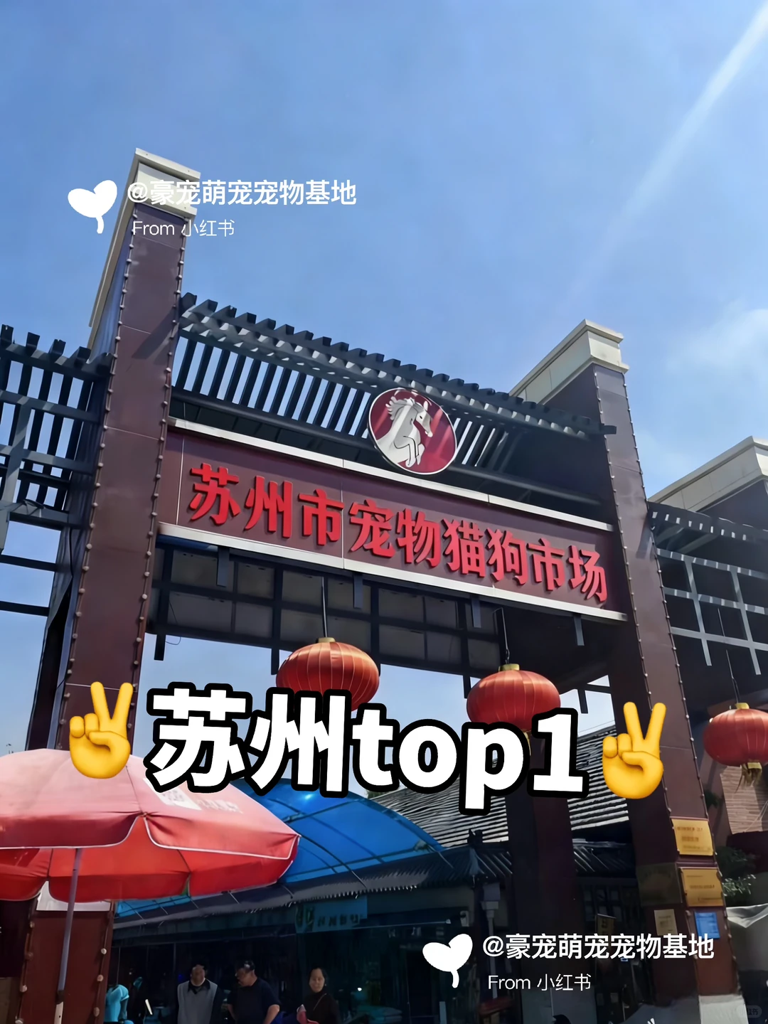 苏州超大宠物市场！养猫养狗的可以去逛一逛