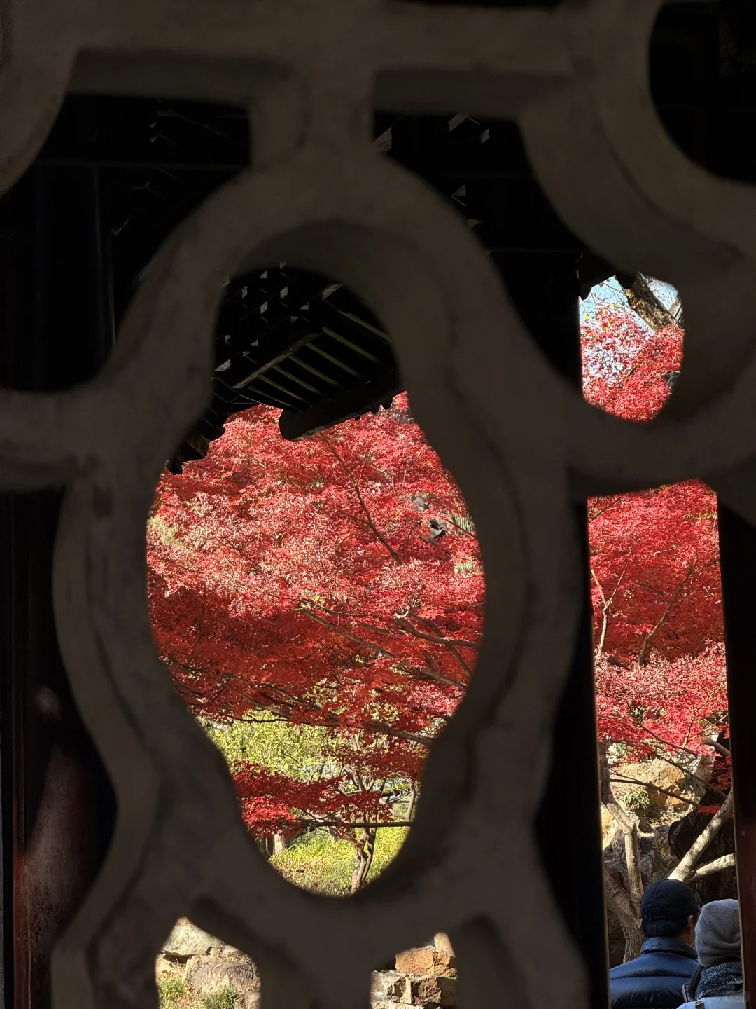 苏州最佳赏秋时间已到！！附拙政园超详细攻略