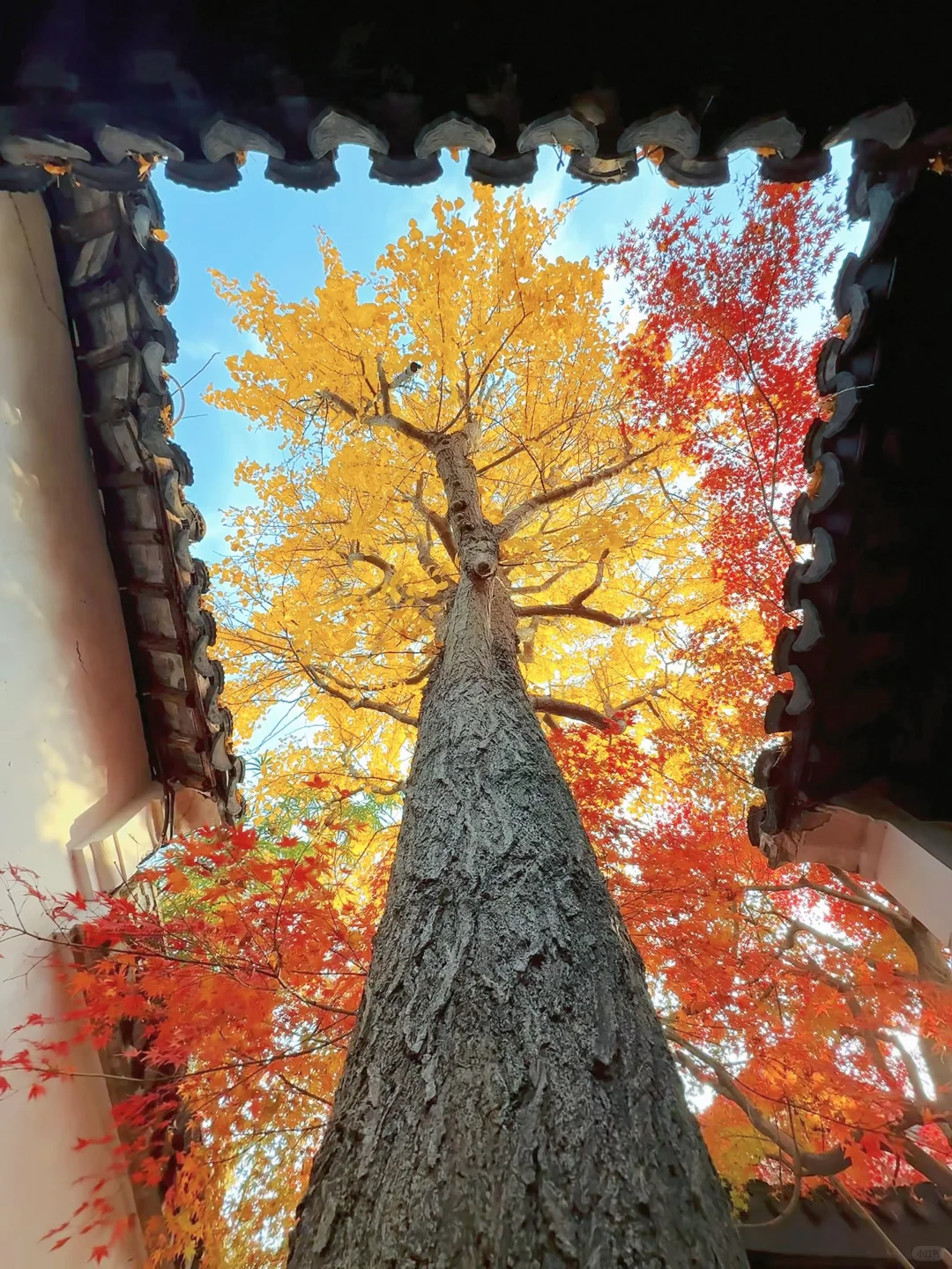 第一个发现苏州这个五彩秋景的人是个天才吧