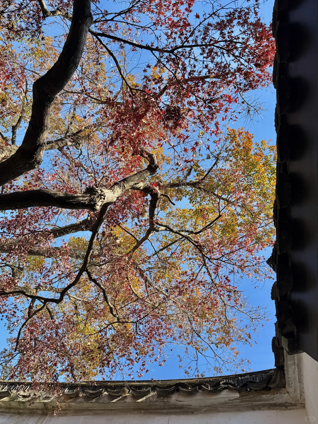 12.3苏州今天杀疯了！！！！！！！！！！！！！！