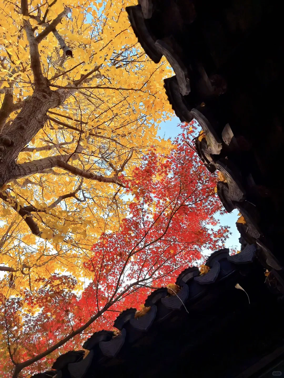 第一个发现苏州这个五彩秋景的人是个天才吧