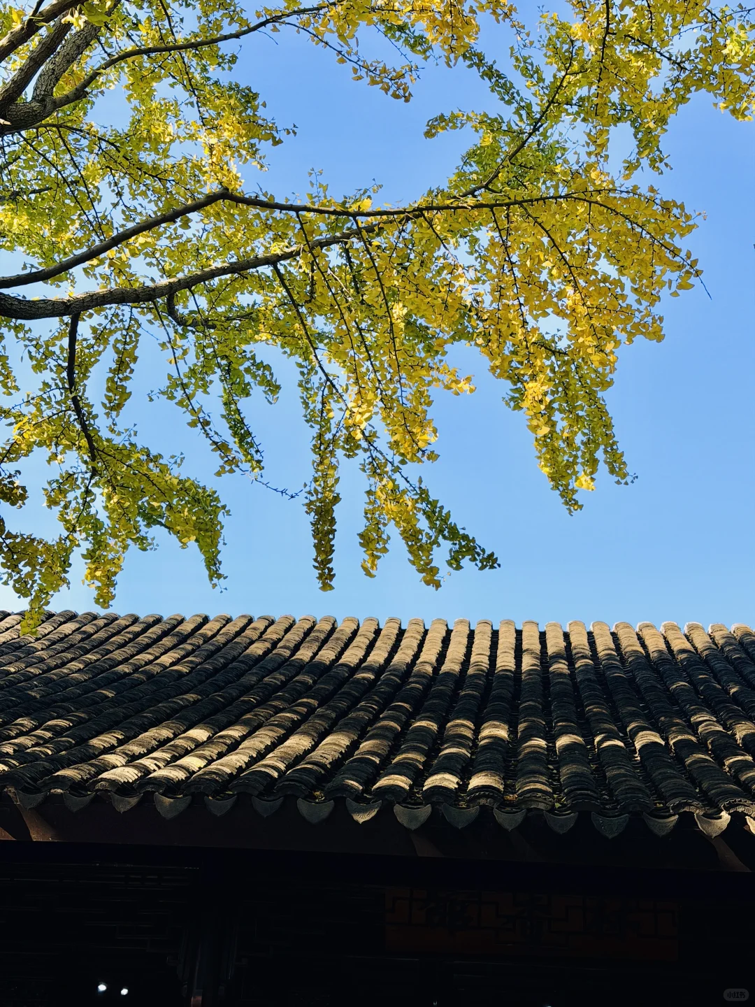 拙政园实况❗️苏州秋天的美，真的很难不爱❗️