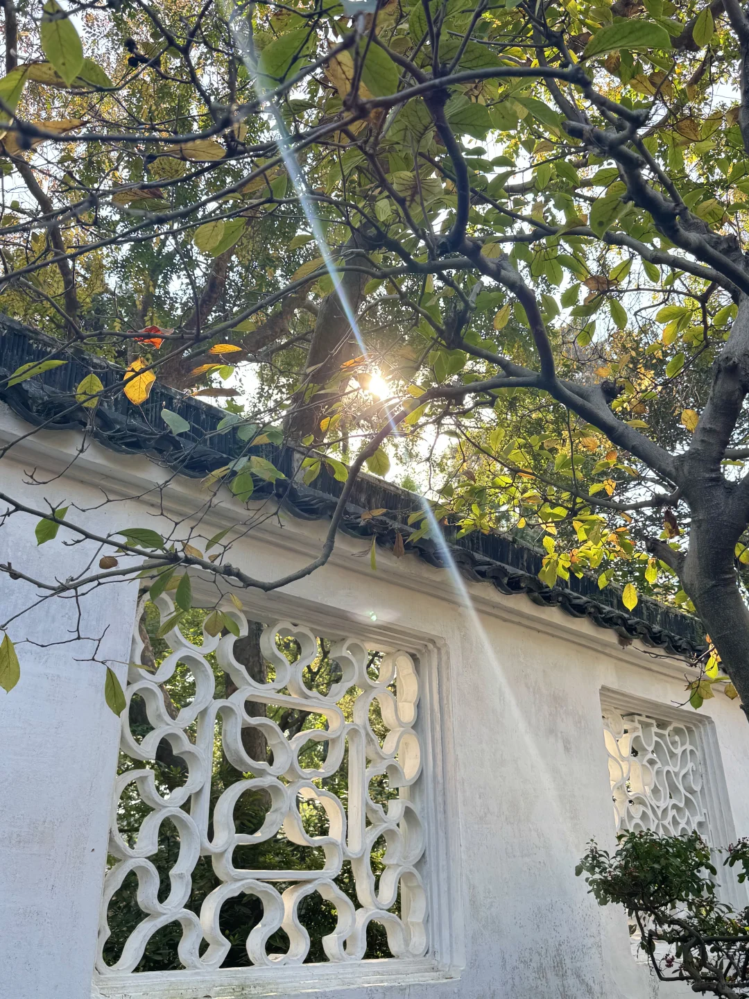 苏州的秋天鲨疯了！！😭