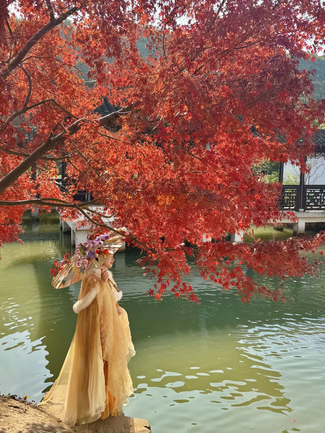 11.30实况｜虎丘秋景已经封神！！！！！🍁🍂