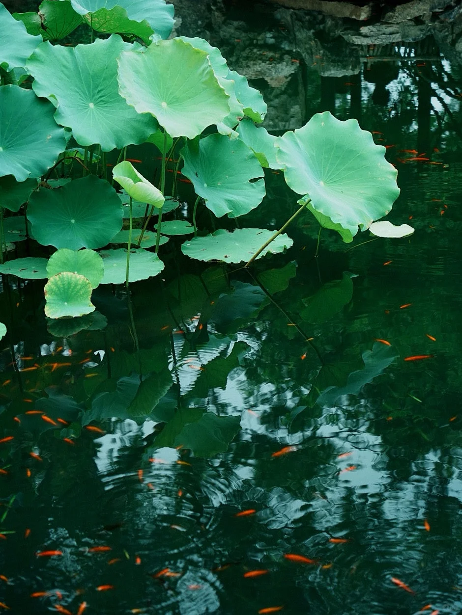 苏州｜一步一景，尽显江南诗意