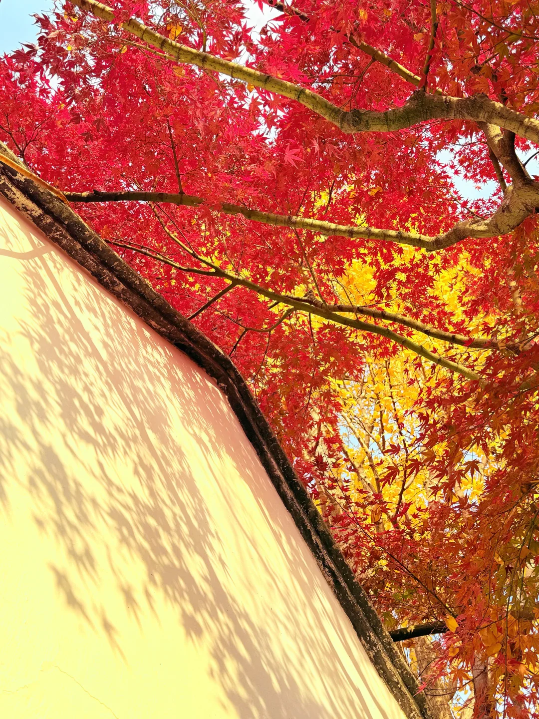 第一个发现苏州这个五彩秋景的人是个天才吧