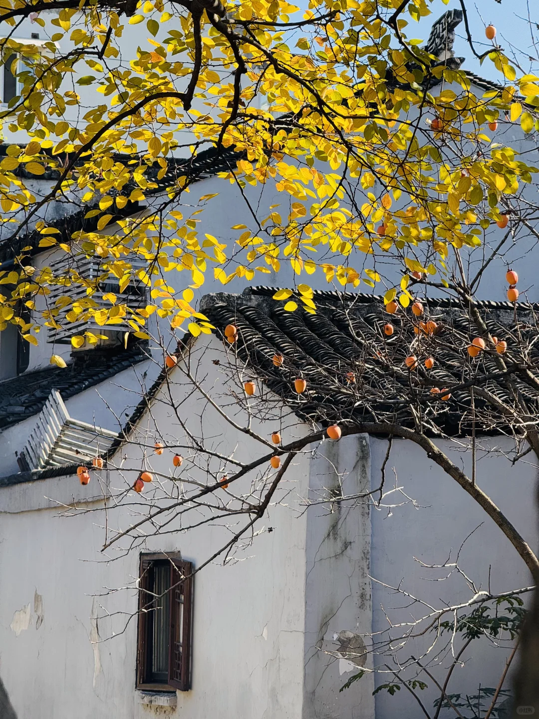 苏州的秋天即将封神 ！！！