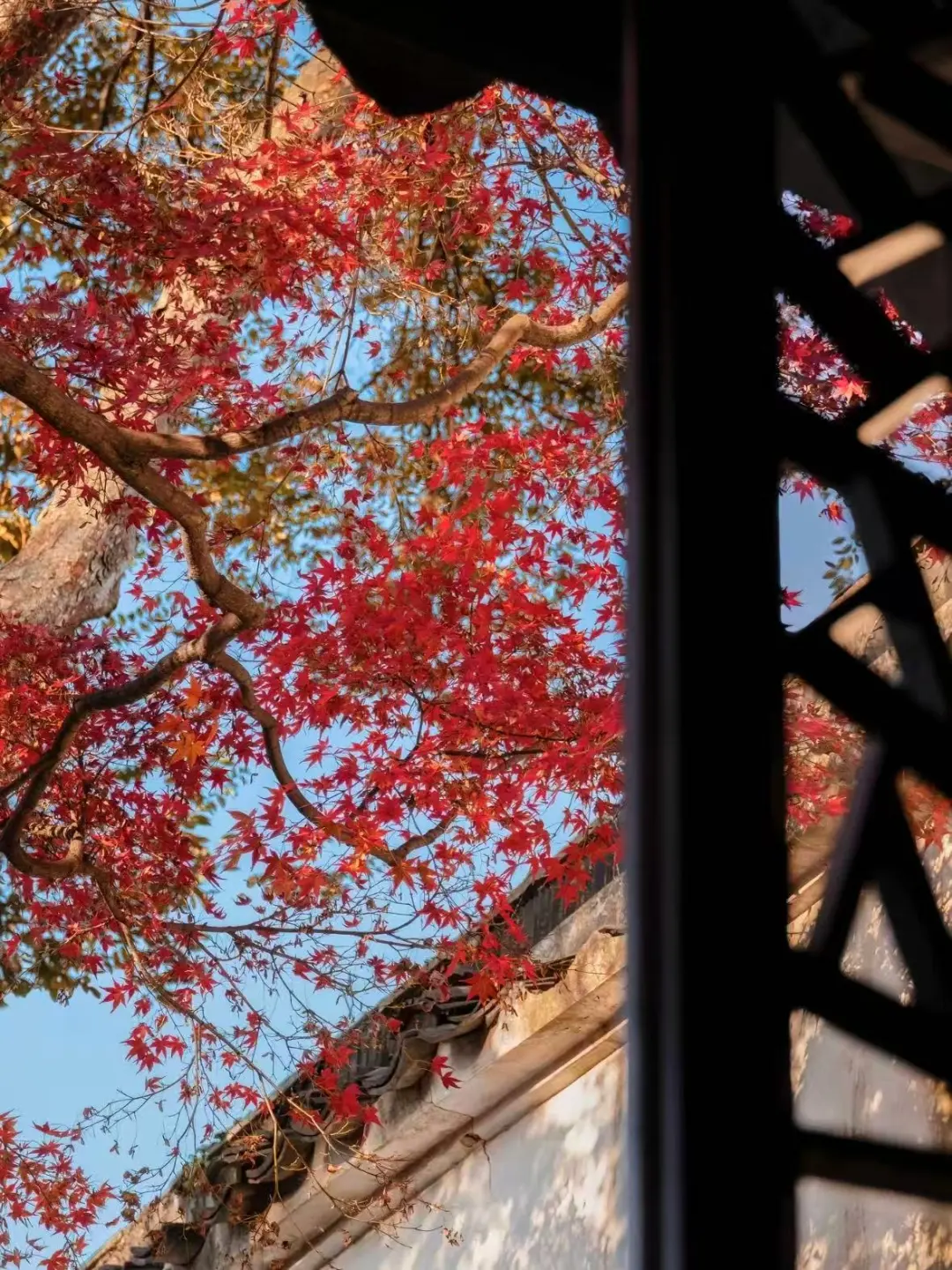 🔥留园·红枫|苏州秋色第一波
