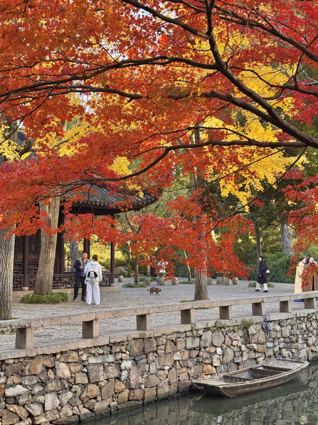 11.29live｜拙政园的秋色美疯了！！！！！🍁