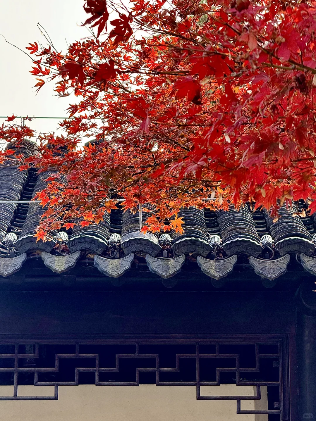 苏州园林的红枫 🍁 真的美炸了！！！