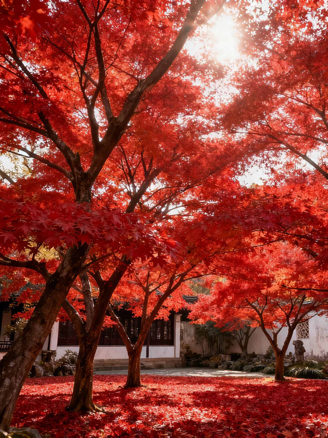 苏州红枫浓度爆表，秋色褪去火红