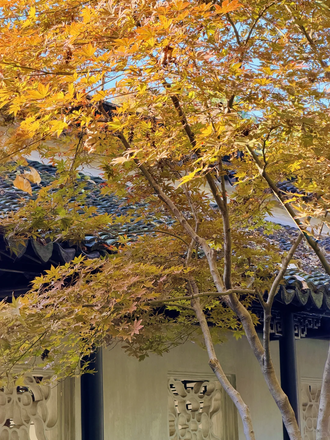 拙政园实况❗️苏州秋天的美，真的很难不爱❗️