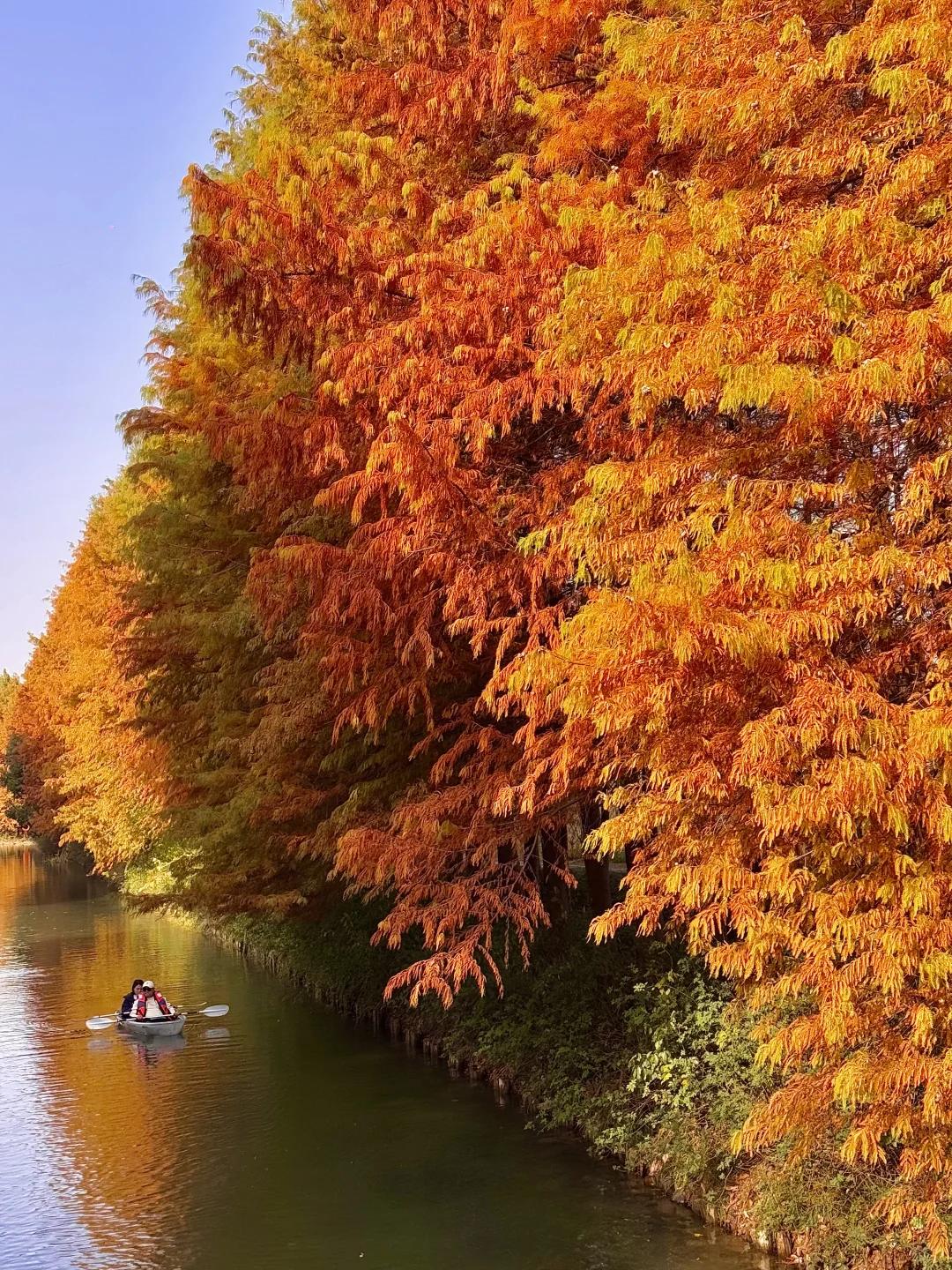 12.1实况！！！苏州的秋天🍂公园都美到失语…