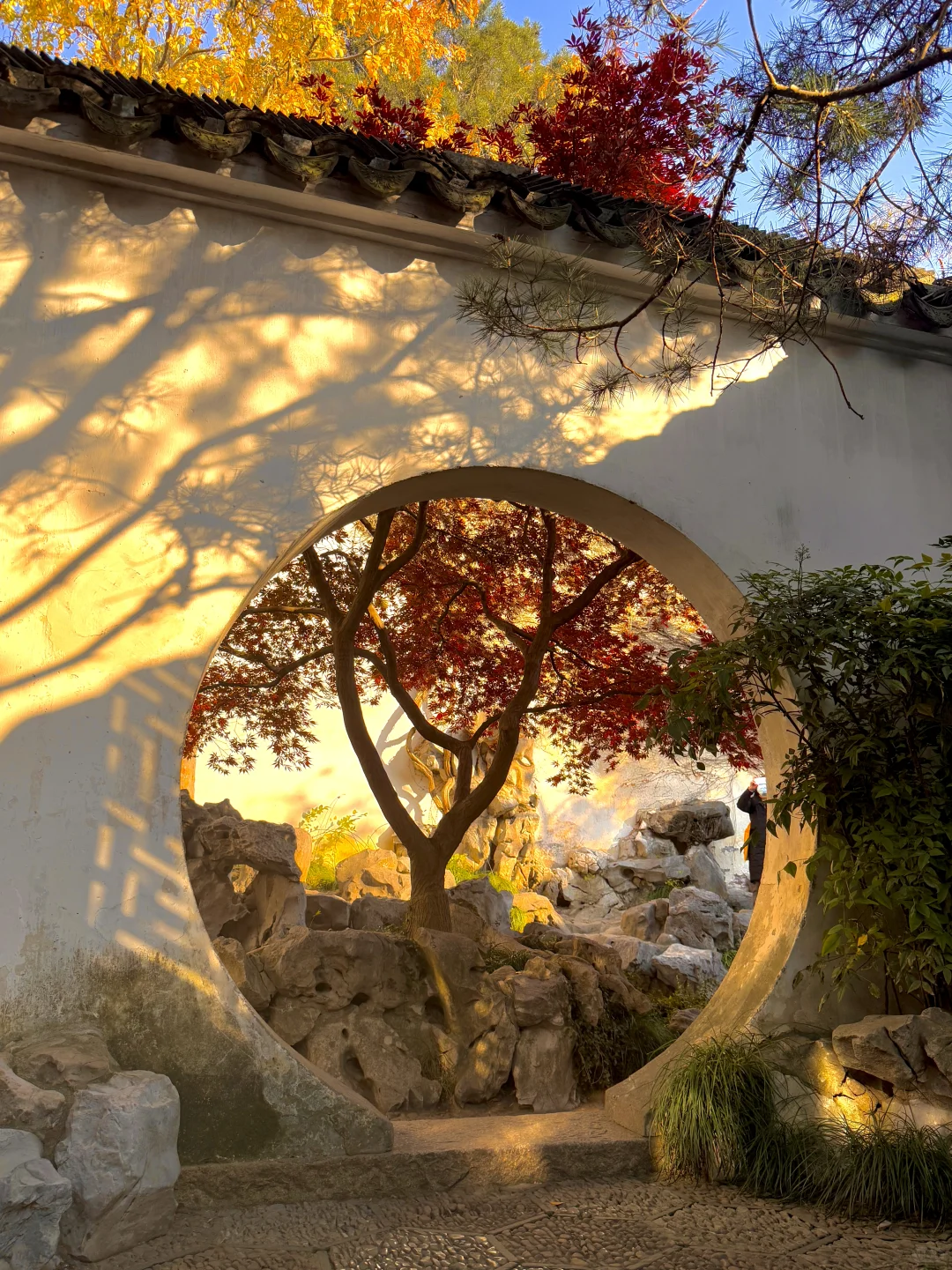 Live🍁接下来的苏州，将迎来封神级别的秋天