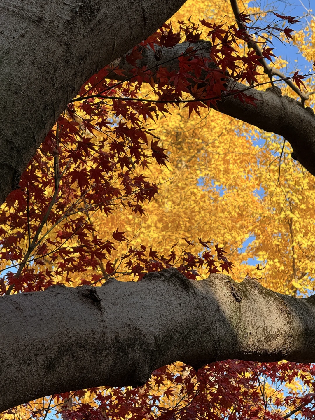 苏州最佳赏秋时间已到！！附拙政园超详细攻略