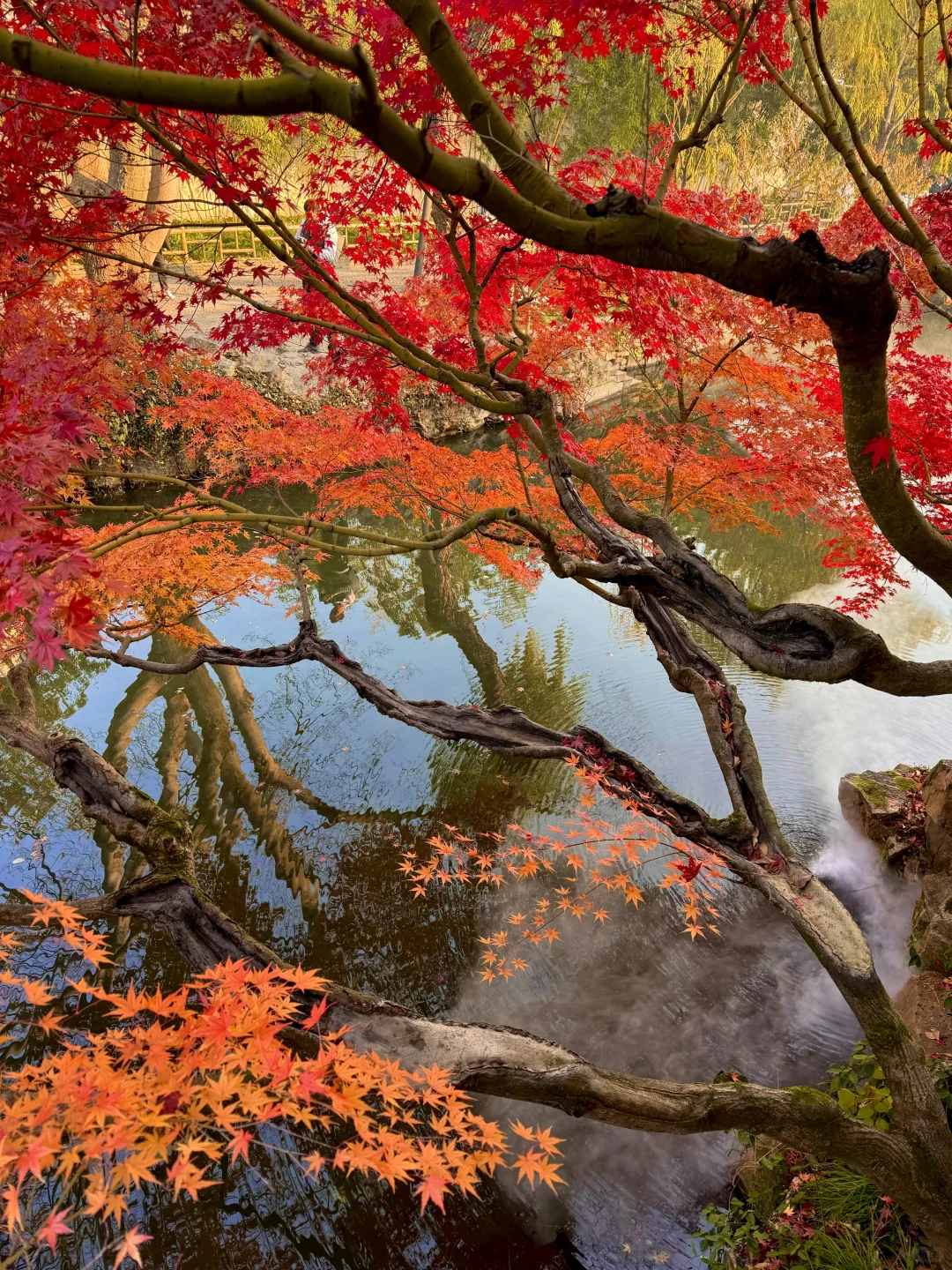 Live🍁接下来的苏州，将迎来封神级别的秋天