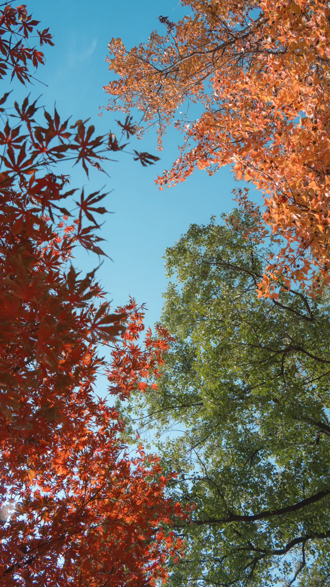 天平山，苏州色彩最丰富的秋天在这里