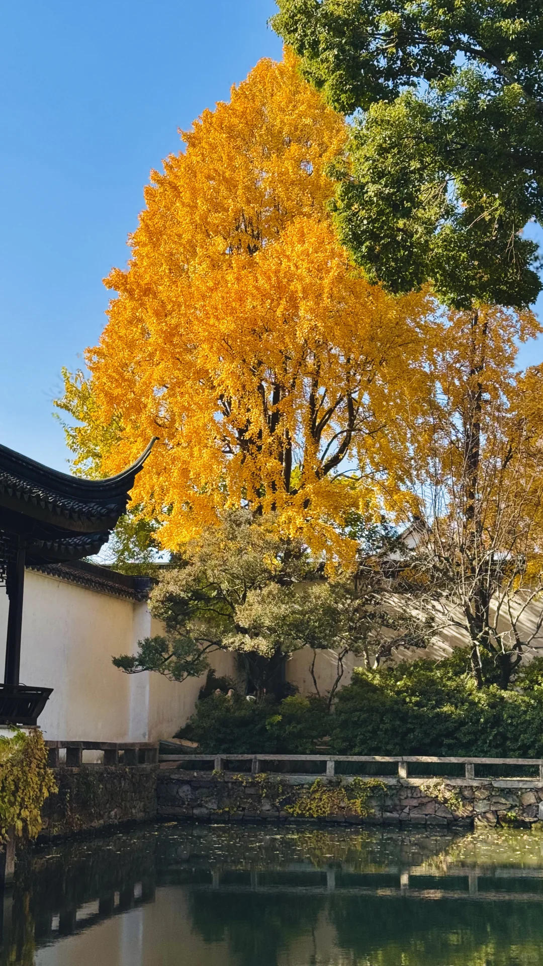 苏州的秋太美了