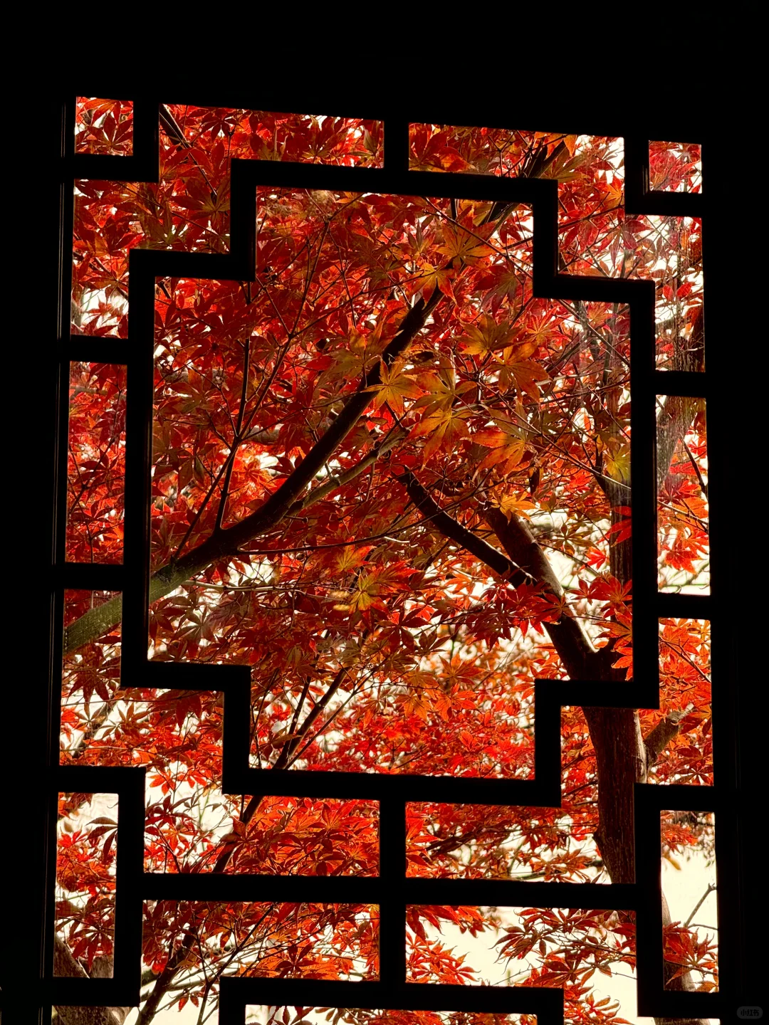 苏州园林的红枫 🍁 真的美炸了！！！