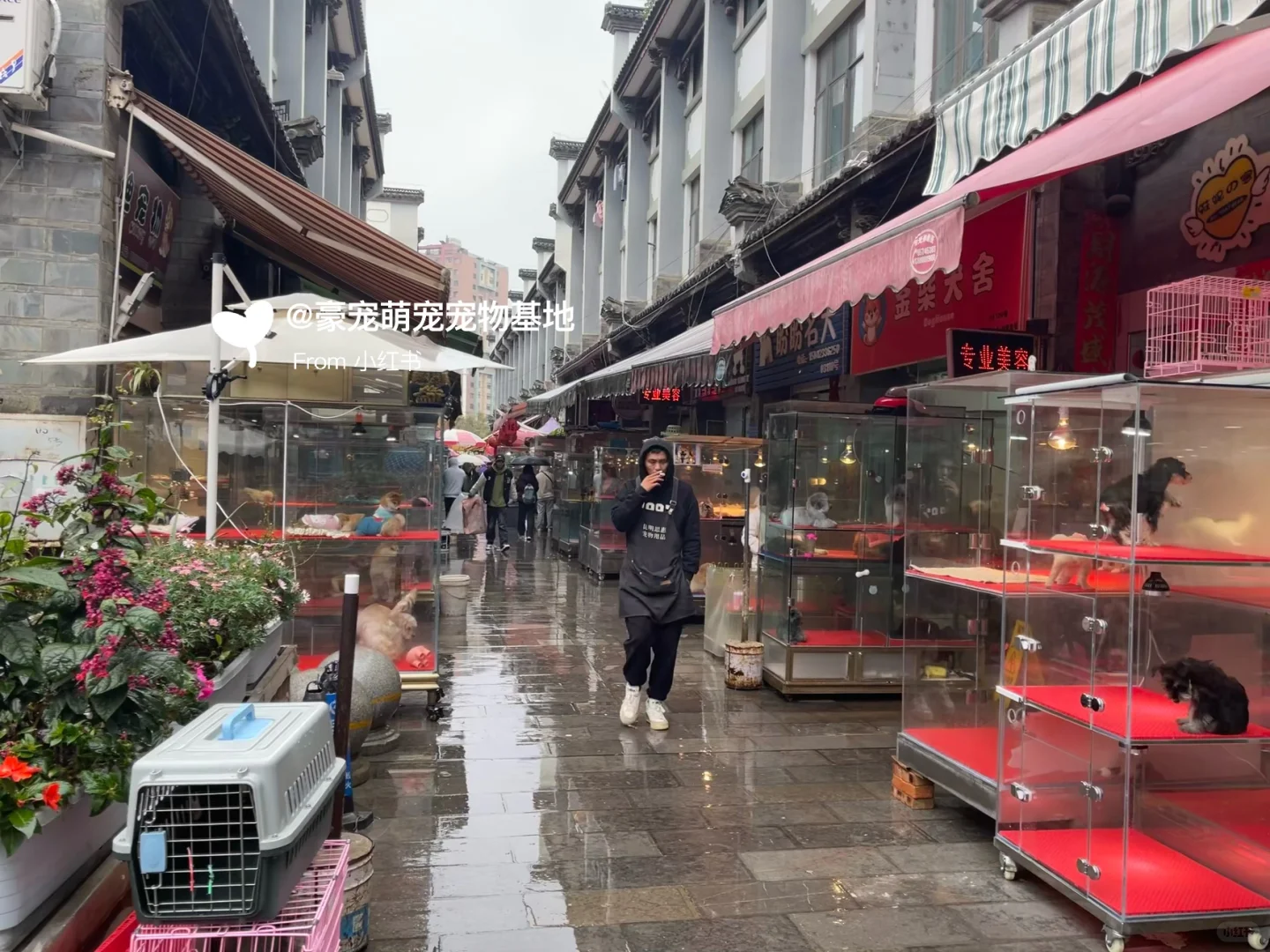 苏州超大宠物市场！养猫养狗的可以去逛一逛