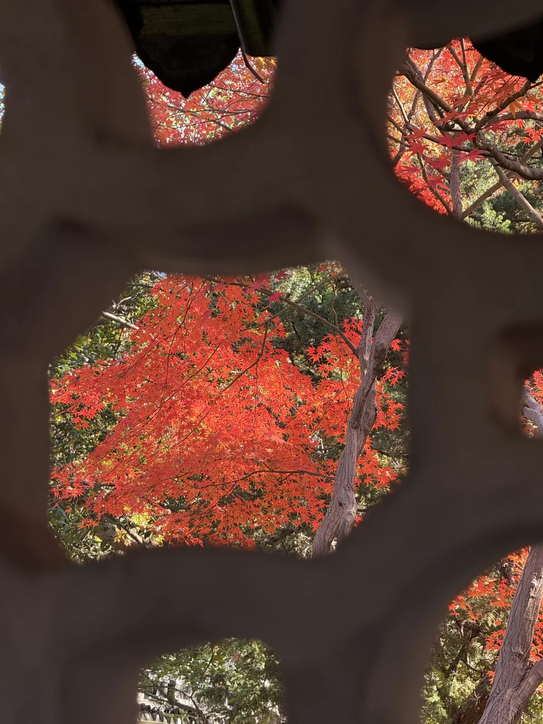 苏州最佳赏秋时间已到！！附拙政园超详细攻略